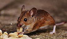 24 Hour & Emergency Exterminators in Sycamore, SC